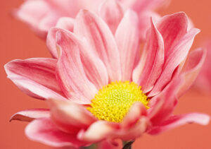 Faltkarte «Blüte rosa»